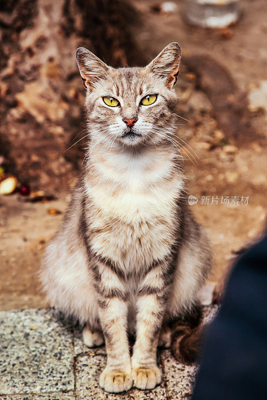 看相机的猫