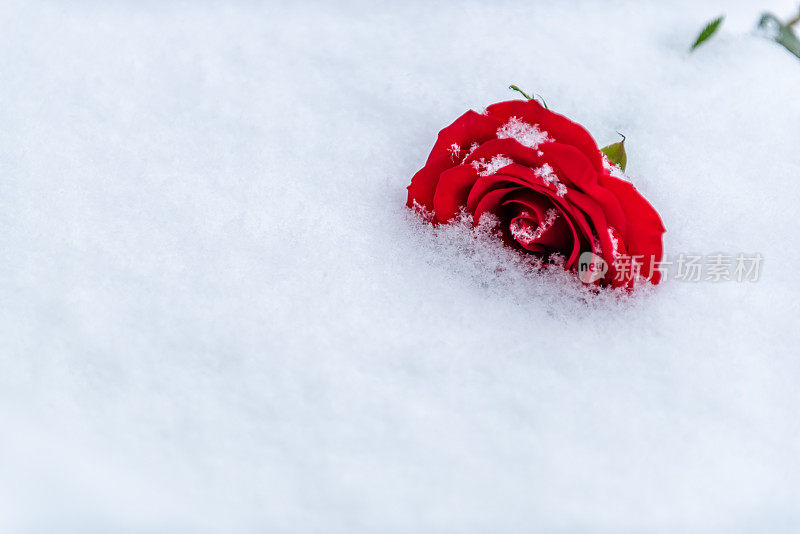 红玫瑰躺在雪中