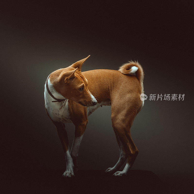 巴辛吉梗犬