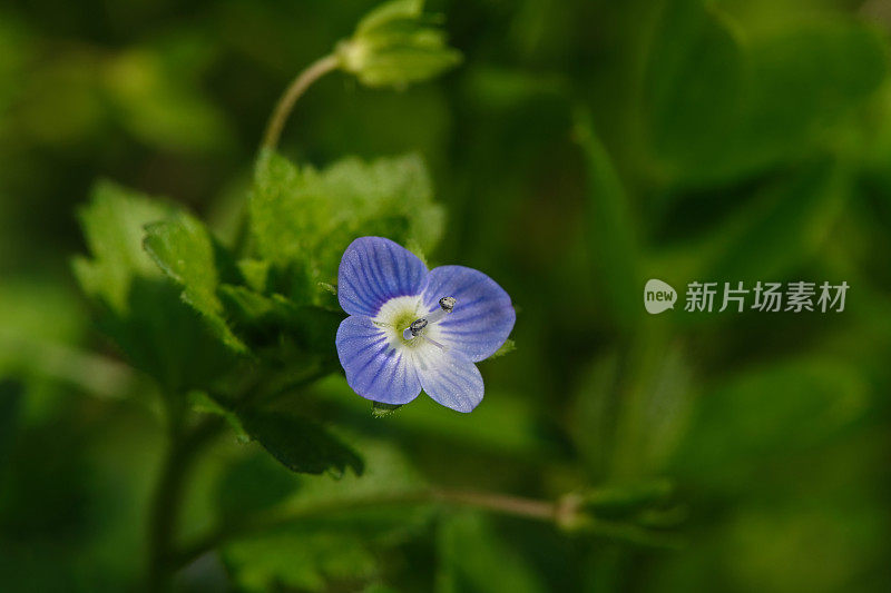 紫花植物特写