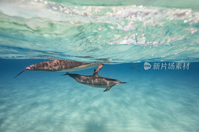 海豚妈妈和海豚宝宝