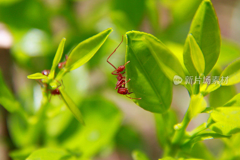 萨尔瓦多市花园里的切叶蚂蚁