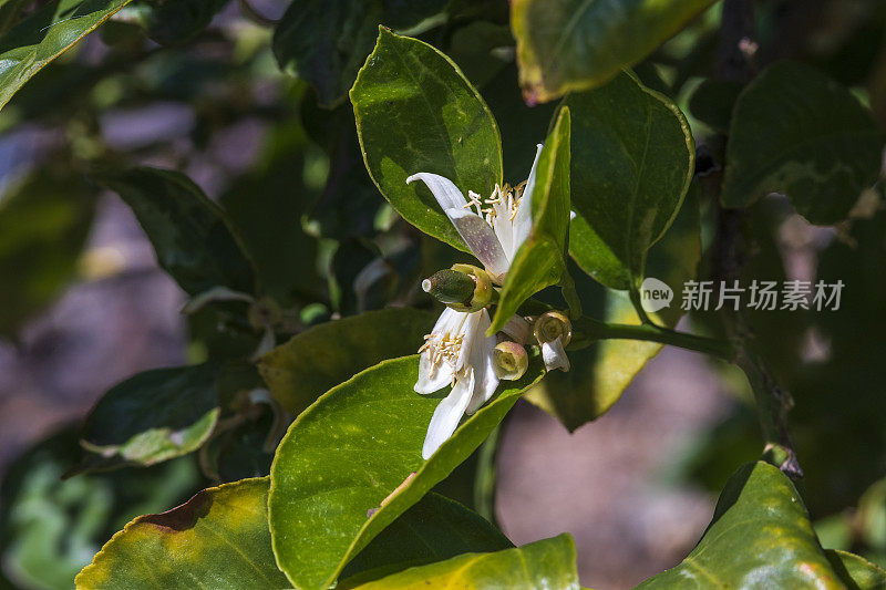 柠檬果从花中冒出来