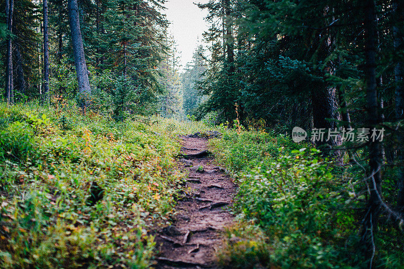 艺术低角度的狭窄的徒步旅行，徒步娱乐，山地自行车或跑步通过高大的松树在夏天在美丽的科罗拉多西部的大Mesa国家森林