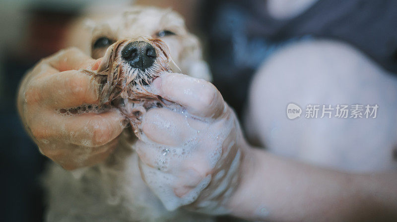 一位亚裔中国中年妇女在家里的卫生间里用水管和洗发水给她的宠物玩具狮子狗洗澡