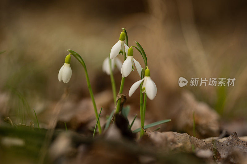 雪花莲在森林