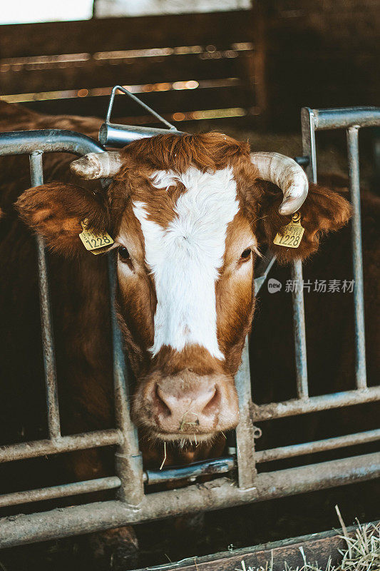 奶牛在动物农场吃食物的特写