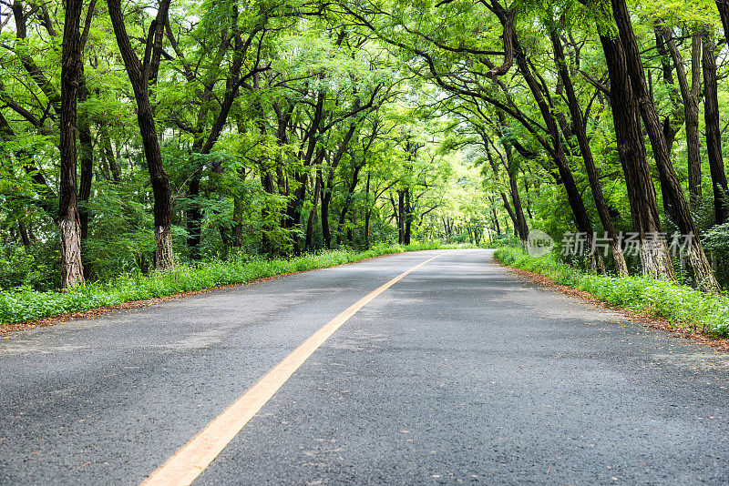 穿过森林的乡间小路