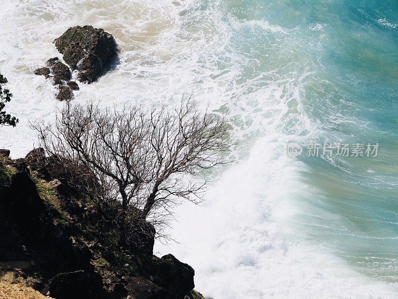 裸枝树与白水海洋新南威尔士州海岸