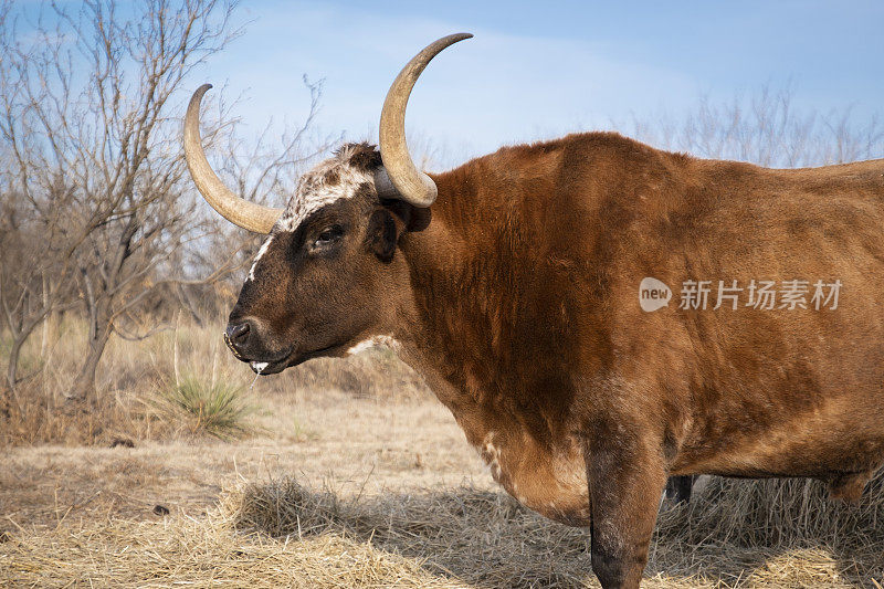 在帕罗峡谷州立公园的德州长角牛