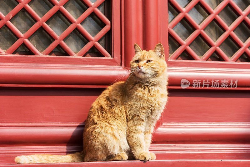 公园里一只警惕的黄色猫