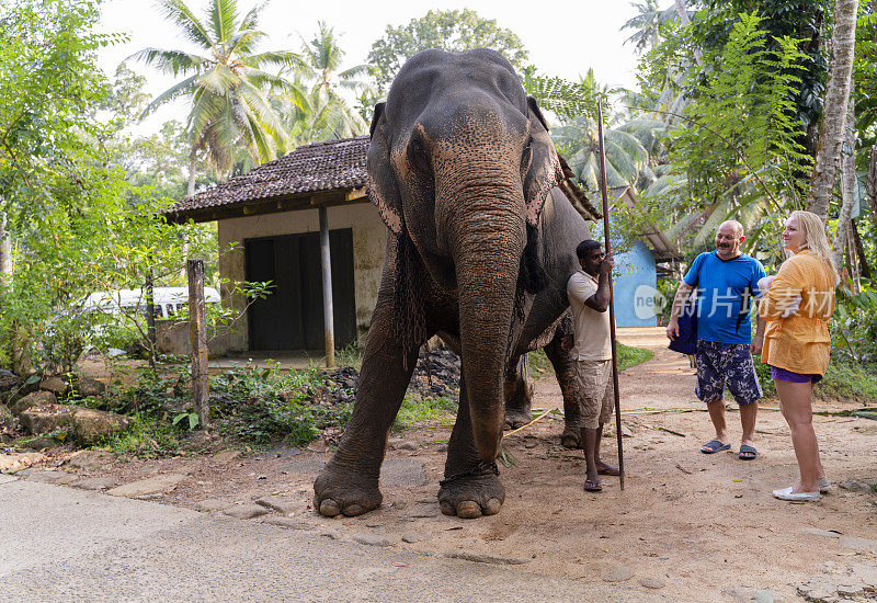 一只驯养的大象和它的主人在斯里兰卡的乡村街道上。