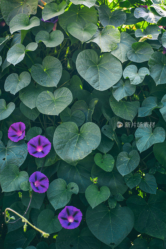 牵牛花