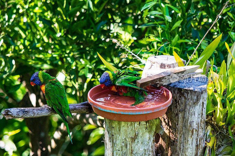 一对澳大利亚彩虹鹦鹉在后院给鸟洗澡