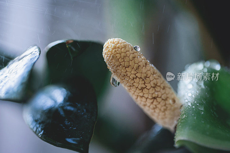 扎米奥库卡斯扎米福利亚在雨中