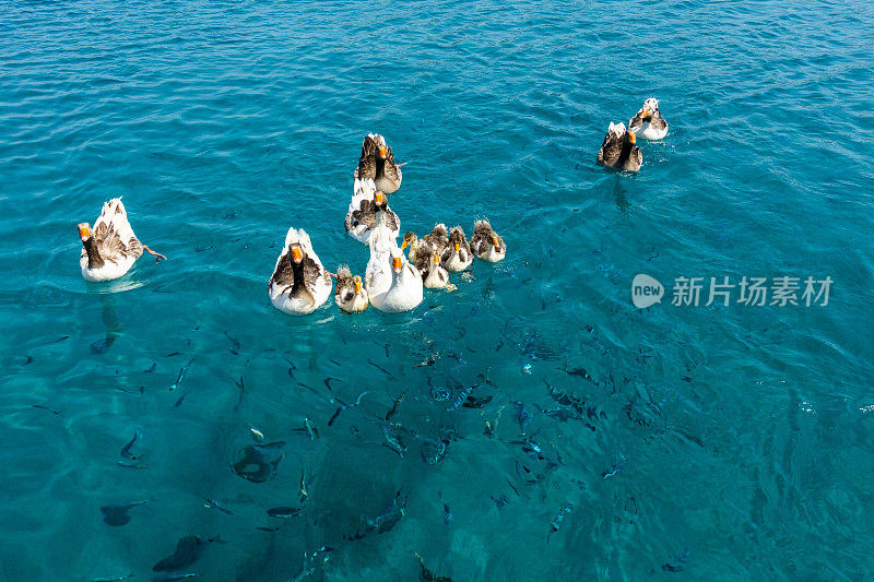 在海上的游艇旁边有鸭子和鱼