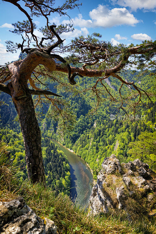 在波兰度假——从松树山的索科利卡山顶俯瞰杜纳耶克峡谷和塔特拉河