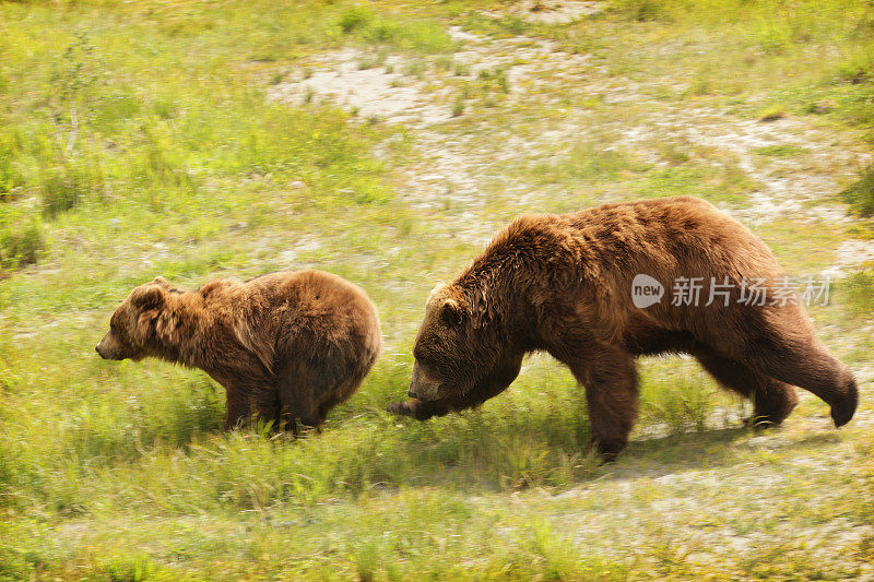 阿拉斯加科迪亚克棕熊追逐小动物