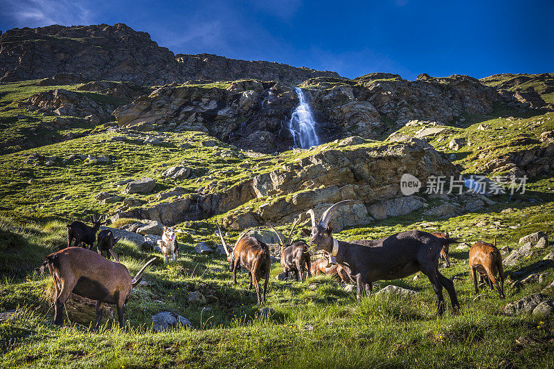 牧羊犬，瀑布和阿尔卑斯山羊在意大利阿尔卑斯山景观-大天堂，意大利