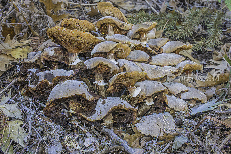 蜜环菌，俗称蜜菌类，是一种担子菌真菌。索诺玛郡的胡椒木保护区