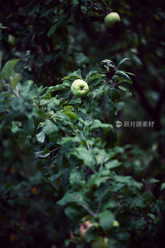 野生苹果树-山楂-蔷薇科