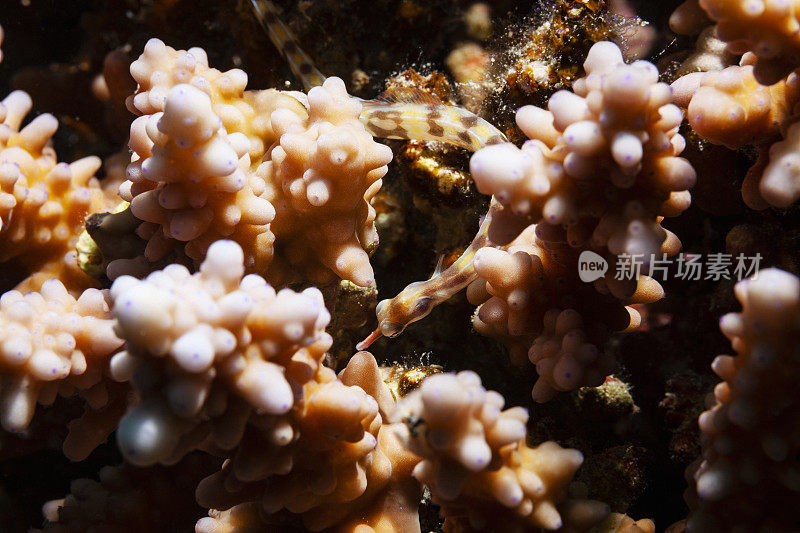 大海生物，特写。珊瑚礁水下照片水肺潜水员的观点红海