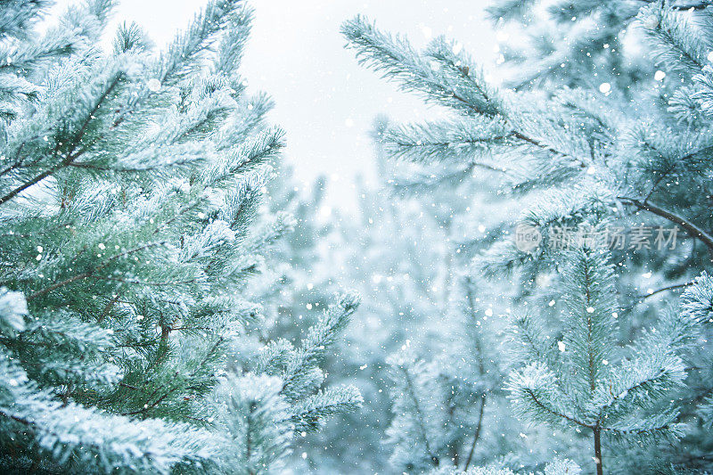 冬天的景象——结了霜的松枝上覆盖着一层雪。树林里的冬天