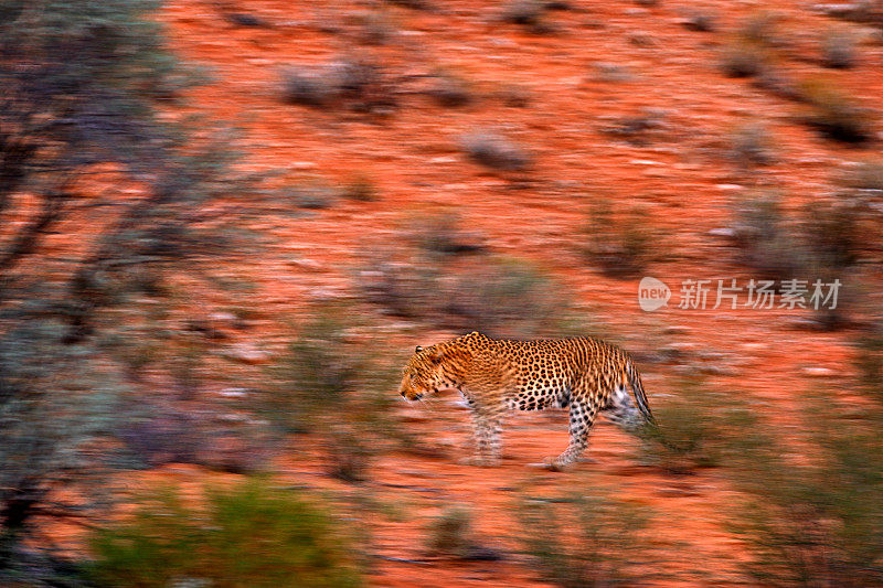 非洲豹的艺术照片，帕尔德斯豹，表达运动的相机平移技术。非洲卡拉加迪沙漠野生豹的动态模糊。艺术野生自然，猫在荒野。