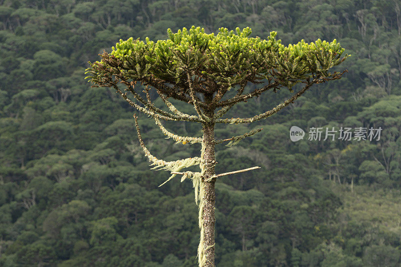 南洋杉angustifolia