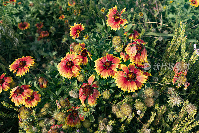 阳光下盛开的野雏菊