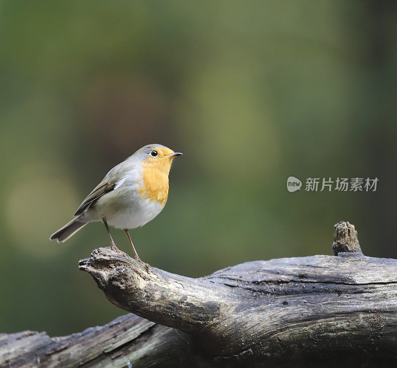 罗宾(红心rubecula)