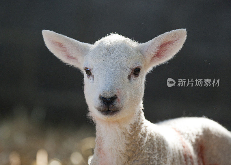 农场里春天的羔羊