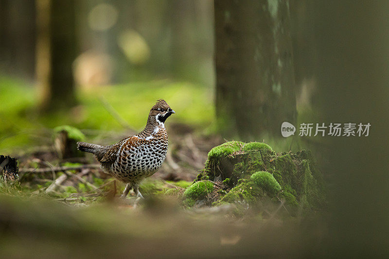 松鸡