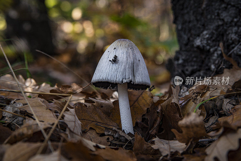 森林中的小蘑菇-大自然的果实