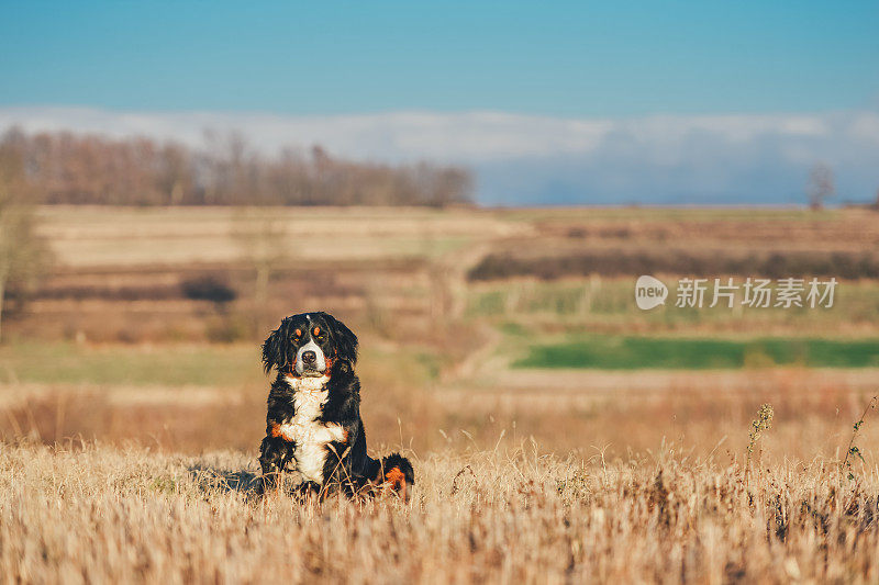 伯尔尼兹山犬