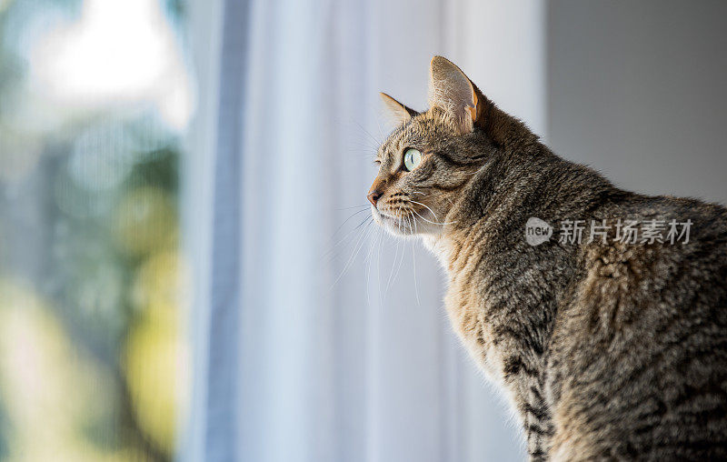 警报的猫