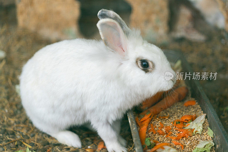 白兔吃胡萝卜