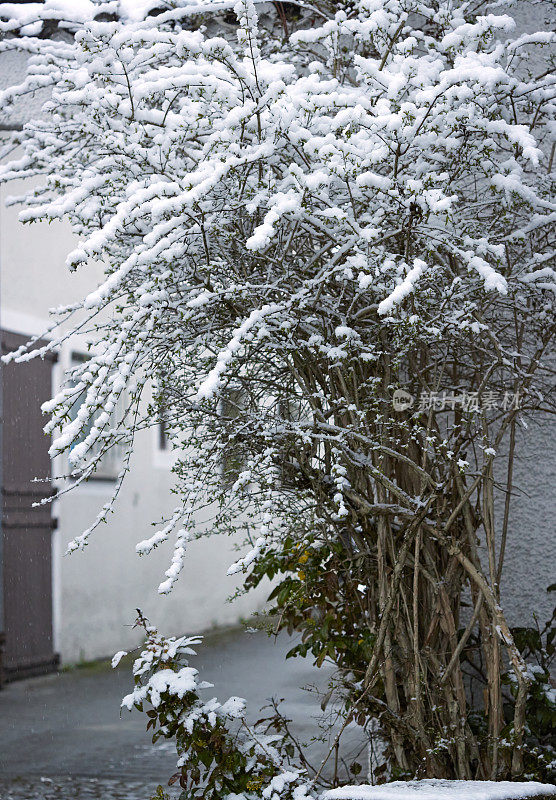 一堵古老的白墙前，白雪覆盖着灌木