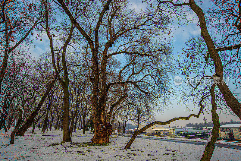 雪天下美丽的公园