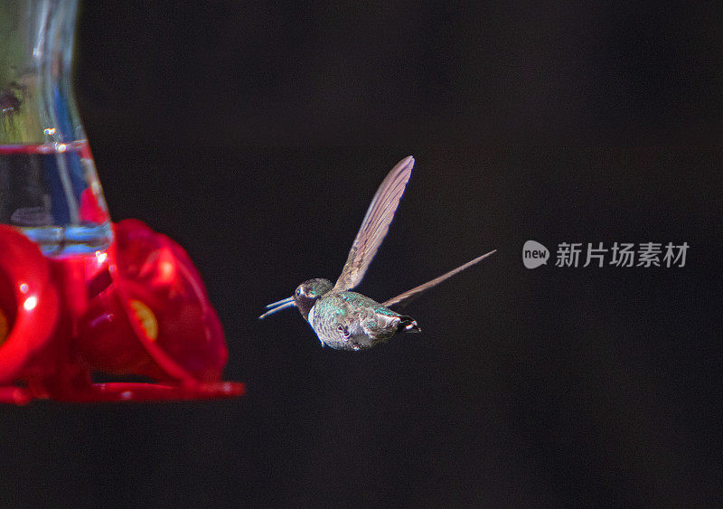 蜂鸟的飞行