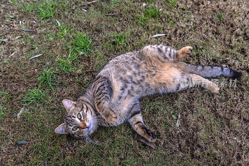 野猫躺在草地上