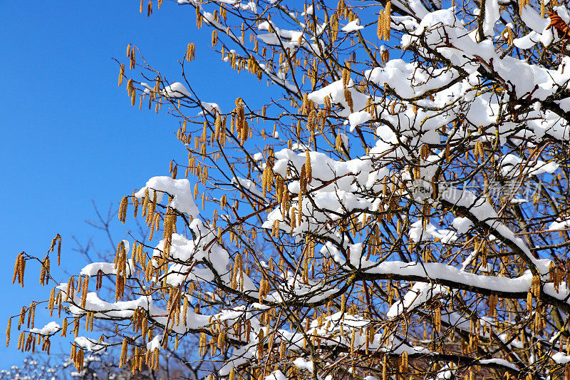 榛树上覆盖着雪