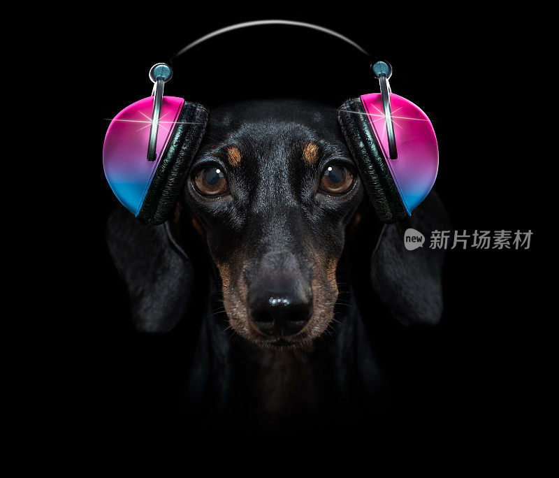 狗听音乐