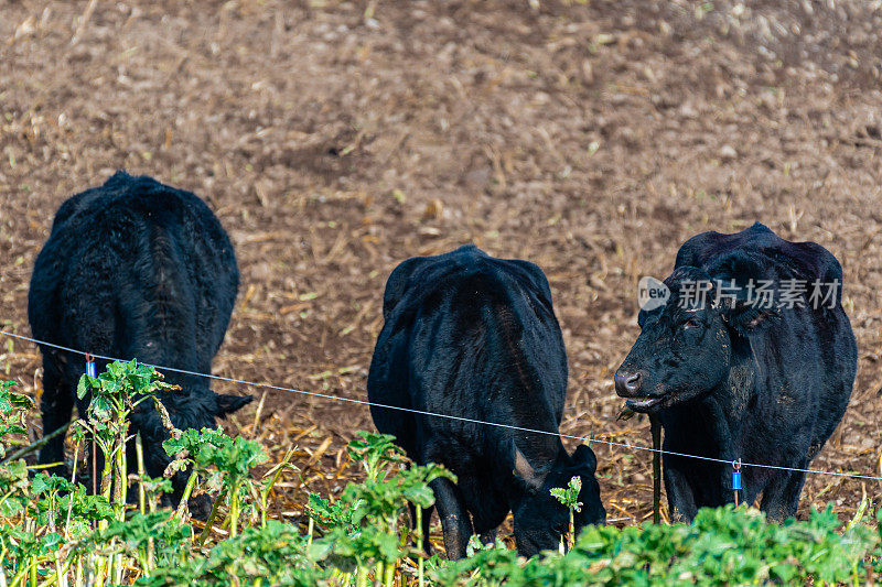 三头肉牛在田里吃甘蓝