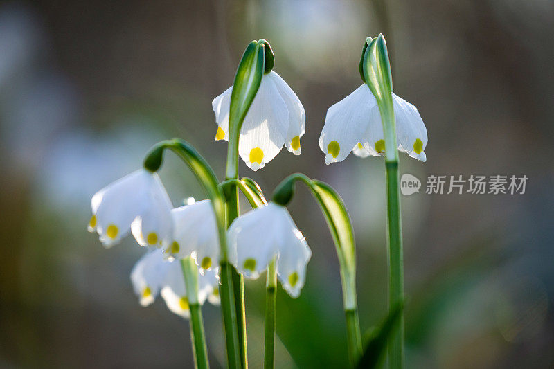 春天的雪花花