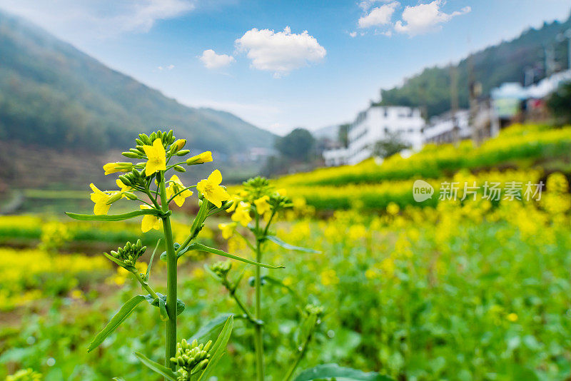 美丽的中国婺源油菜花盛开