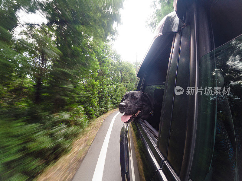 狗狗喜欢在车窗外的山路上冒险