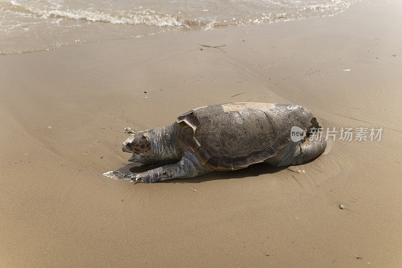 沙滩上有只死海龟。