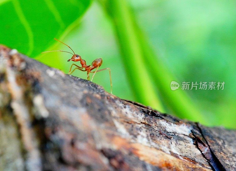 树上的红蚂蚁