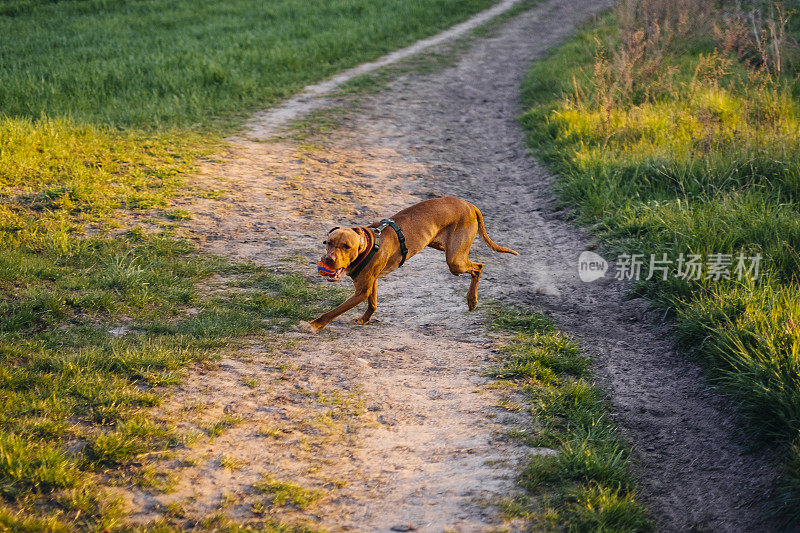 敏捷的猎犬带着球奔跑